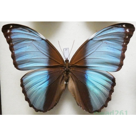 Morpho patroclus Felder, 1861 Peru 116mm23